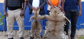 cote-divoire-deux-individus-interpelles-pour-trafic-de-peaux-de-pantheres-et-de-vautours-a-bouake