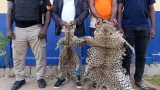 cote divoire deux individus interpelles pour trafic de peaux de pantheres et de vautours a bouake