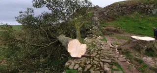 royaume-uni-deux-hommes-condamnes-a-plus-de-quatre-ans-de-prison-pour-avoir-coupe-un-arbre