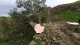 royaume uni deux hommes condamnes a plus de quatre ans de prison pour avoir coupe un arbre