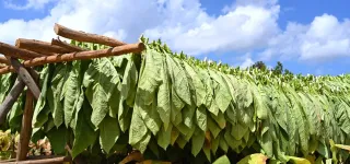 faible-taxation-du-tabac-en-cote-divoire-une-perte-fiscale-de-32-milliards-fcfa-par-an