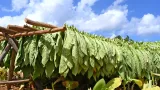 faible taxation du tabac en cote divoire une perte fiscale de 32 milliards fcfa par an
