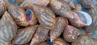 filiere-escargot-en-peril-a-tai-une-richesse-en-voie-dextinction