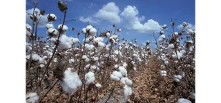 crise-du-coton-letat-maintient-les-prix-face-a-une-filiere-en-peril
