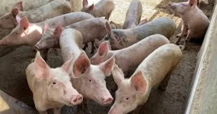 de-nouvelles-mesures-dans-lelevage-de-porc