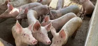 de-nouvelles-mesures-dans-lelevage-de-porc