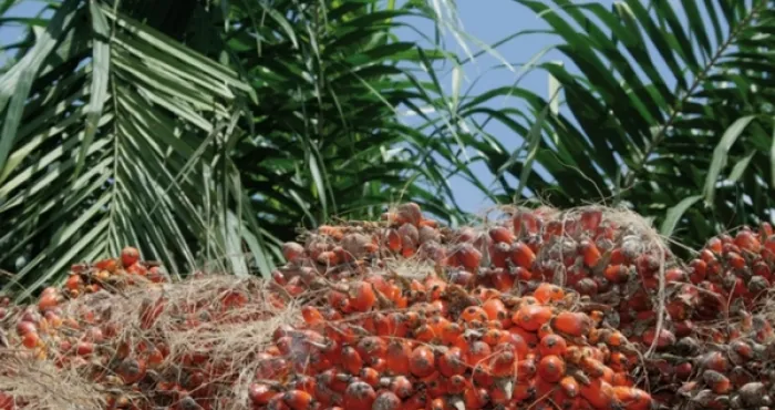palmier-a-huile-un-nouveau-zonage-adopte-pour-dynamiser-la-filiere-en-cote-divoire