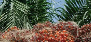 palmier-a-huile-un-nouveau-zonage-adopte-pour-dynamiser-la-filiere-en-cote-divoire