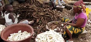 production-de-lattieke-diabo-lance-son-centre-dincubation