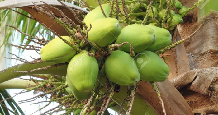 konenan-adjoumani-la-noix-de-coco-un-levier-pour-ameliorer-la-vie-des-producteurs