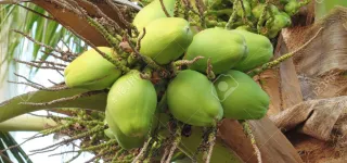 konenan-adjoumani-la-noix-de-coco-un-levier-pour-ameliorer-la-vie-des-producteurs