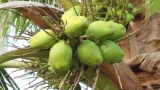 konenan adjoumani la noix de coco un levier pour ameliorer la vie des producteurs