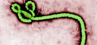 rdc-une-epidemie-debola-cause-au-moins-16-morts-au-kasai