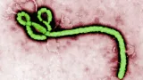 rdc une epidemie debola cause au moins 16 morts au kasai