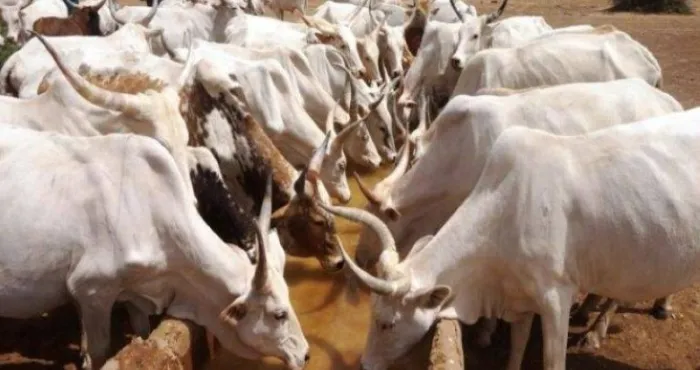 anyama-27-boeufs-voles-24-mois-de-prison-et-une-addition-salee-pour-les-apprentis-cowboy