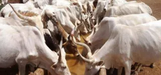 anyama-27-boeufs-voles-24-mois-de-prison-et-une-addition-salee-pour-les-apprentis-cowboy