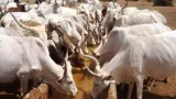 anyama 27 boeufs voles 24 mois de prison et une addition salee pour les apprentis cowboy