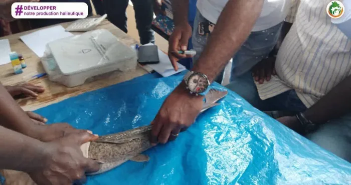 aquaculture-plus-de-30-gestionnaires-ameliorent-leur-productivite