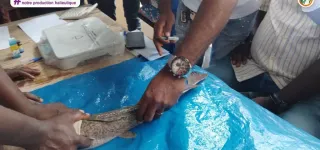 aquaculture-plus-de-30-gestionnaires-ameliorent-leur-productivite