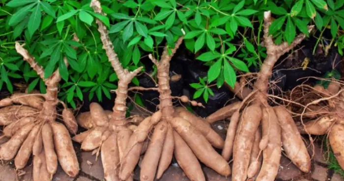 autosuffisance-en-manioc-les-producteurs-ivoiriens-sallient-a-la-recherche-pour-sauver-la-filiere
