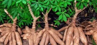 autosuffisance-en-manioc-les-producteurs-ivoiriens-sallient-a-la-recherche-pour-sauver-la-filiere