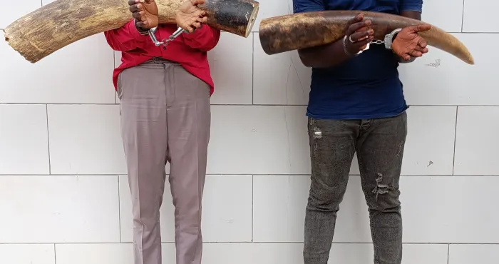 deux-presumes-trafiquants-interpellees-plus-de-30-kg-divoires-en-provenance-du-liberia-saisis-a-divo