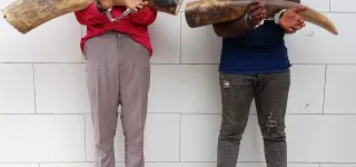 deux-presumes-trafiquants-interpellees-plus-de-30-kg-divoires-en-provenance-du-liberia-saisis-a-divo