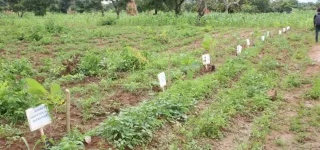 korhogo-planting-darbres-a-sissian