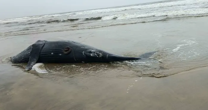 la-direction-generale-des-affaires-maritimes-evoque-les-raisons-de-la-mort-de-la-baleine-retrouvee-par-badro-a-assouinde