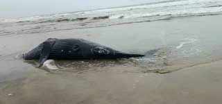 la-direction-generale-des-affaires-maritimes-evoque-les-raisons-de-la-mort-de-la-baleine-retrouvee-par-badro-a-assouinde