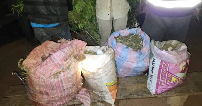 la-police-detruit-des-champs-de-can-na-bis-a-akoupe