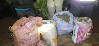 la-police-detruit-des-champs-de-can-na-bis-a-akoupe