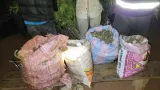 la police detruit des champs de can na bis a akoupe