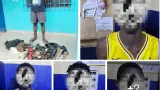 anoumabo sans fil la police frappe fort contre les fumoirs et les gangs