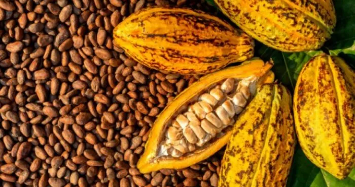 campagne-cafe-cacao-2025-2026-le-kg-du-cacao-passe-a-2800-f-et-celui-du-cafe-a-1700-f