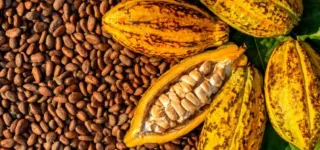 campagne-cafe-cacao-2025-2026-le-kg-du-cacao-passe-a-2800-f-et-celui-du-cafe-a-1700-f