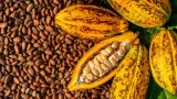 campagne cafe cacao 2025 2026 le kg du cacao passe a 2800 f et celui du cafe a 1700 f