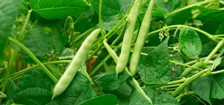 une-etude-demontre-que-la-consommation-quotidienne-du-haricot-reduit-considerablement-les-risques-davc-et-prolonge-lesperance-de-vie