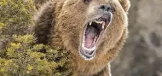 japon-sept-personnes-sont-mortes-dans-des-attaques-dours