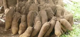 securite-alimentaire-le-gouvernement-donne-de-nouvelles-strategies