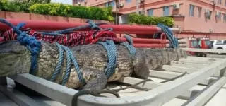 marcory-un-crocodile-debarque-dans-une-maison-et-fait-fuir-les-habitants
