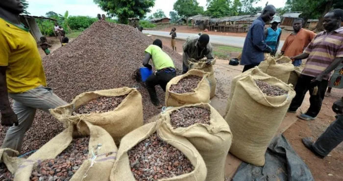 exportation-de-cacao-2-800-milliards-fcfa-recus-par-les-producteurs-en-moins-de-3-mois