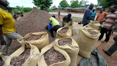 exportation-de-cacao-2-800-milliards-fcfa-recus-par-les-producteurs-en-moins-de-3-mois
