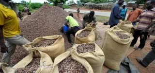 exportation-de-cacao-2-800-milliards-fcfa-recus-par-les-producteurs-en-moins-de-3-mois