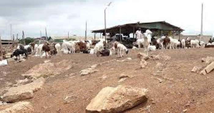 face-aux-accusations-de-transhumance-animale-le-mirah-dement-et-lance-un-appel-fort