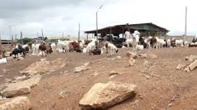 face-aux-accusations-de-transhumance-animale-le-mirah-dement-et-lance-un-appel-fort
