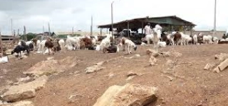 face-aux-accusations-de-transhumance-animale-le-mirah-dement-et-lance-un-appel-fort