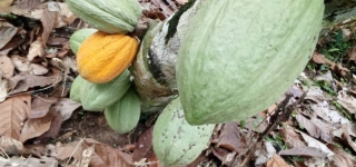 crise-du-cacao-pourquoi-la-baisse-du-prix-au-ghana-va-impacter-negativement-la-cote-divoire