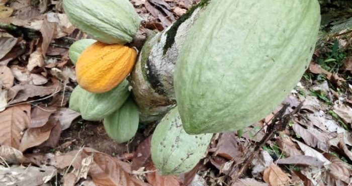 crise-du-cacao-pourquoi-la-baisse-du-prix-au-ghana-va-impacter-negativement-la-cote-divoire
