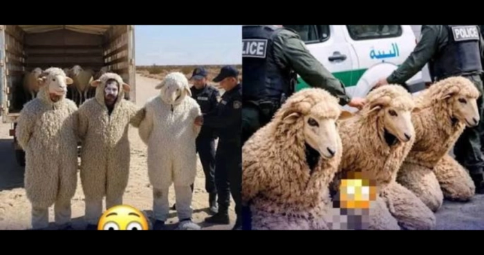immigration-vers-lespagne-trois-algeriens-deguises-en-moutons-arretes